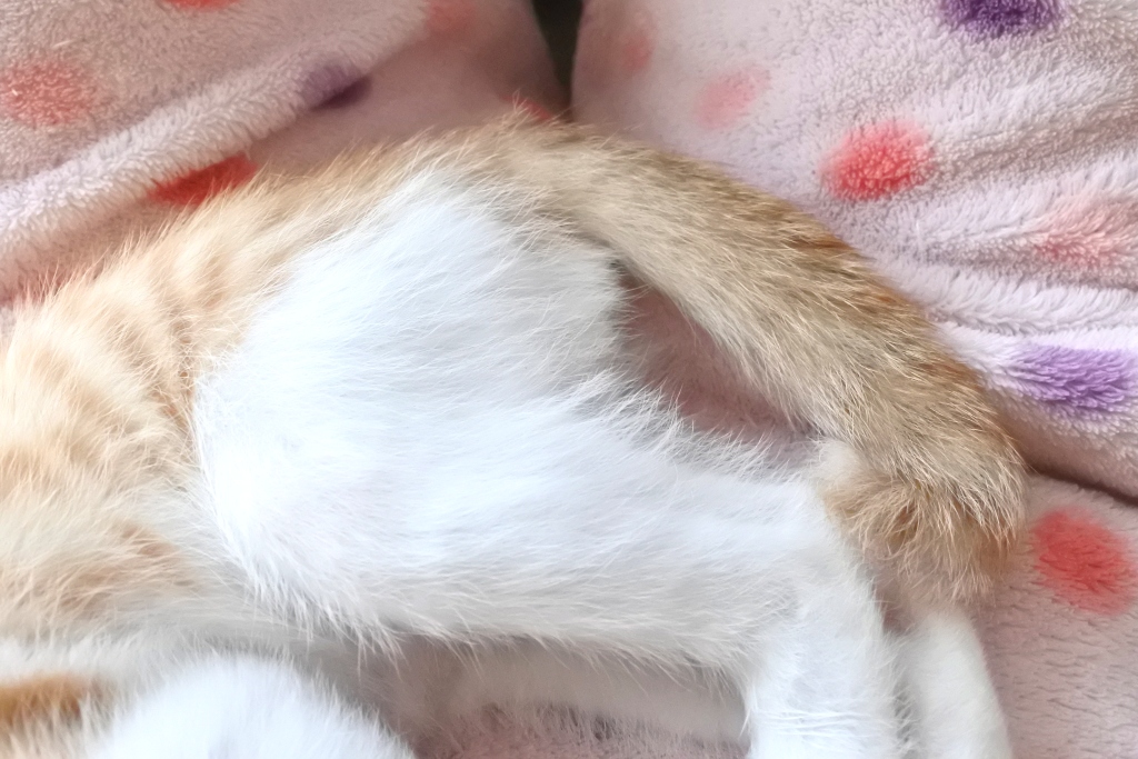f:id:vegan24:20190702210452j:plain