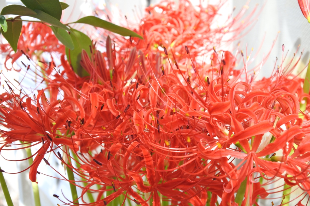 f:id:vegan24:20190929213529j:plain f:id:vegan24:20190929213529j:plain