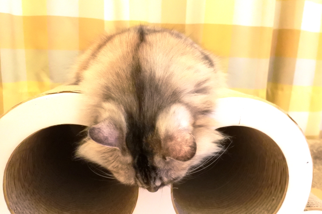 f:id:vegan24:20191109204038j:plain