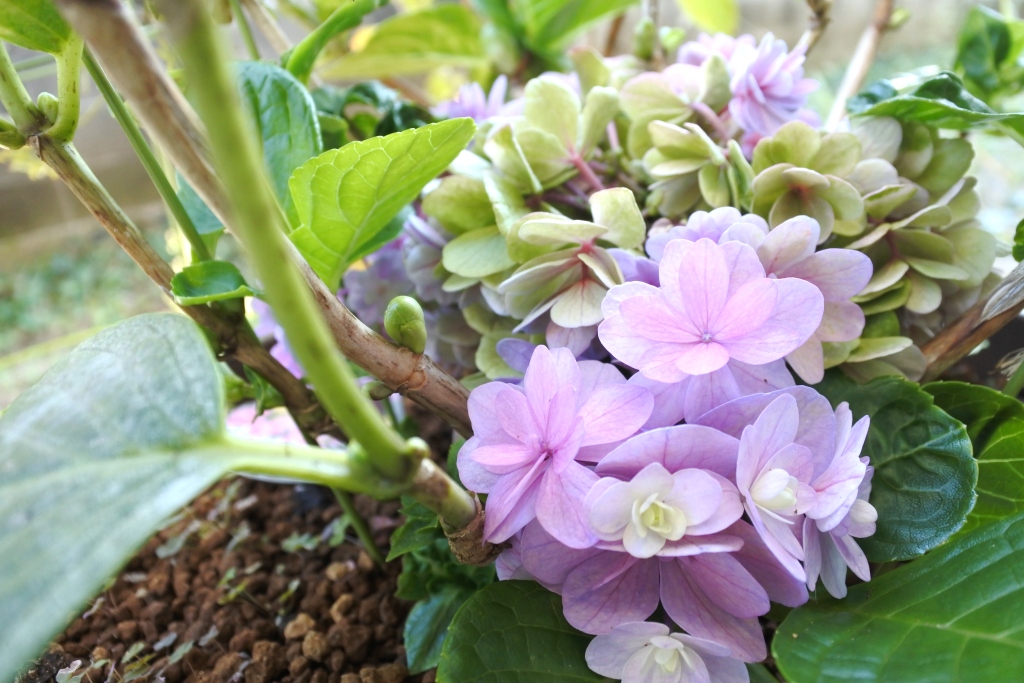 f:id:vegan24:20191109204216j:plain