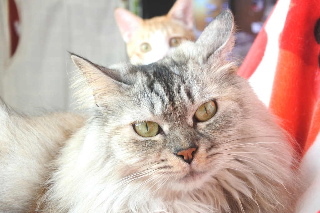 f:id:vegan24:20200507225607j:plain