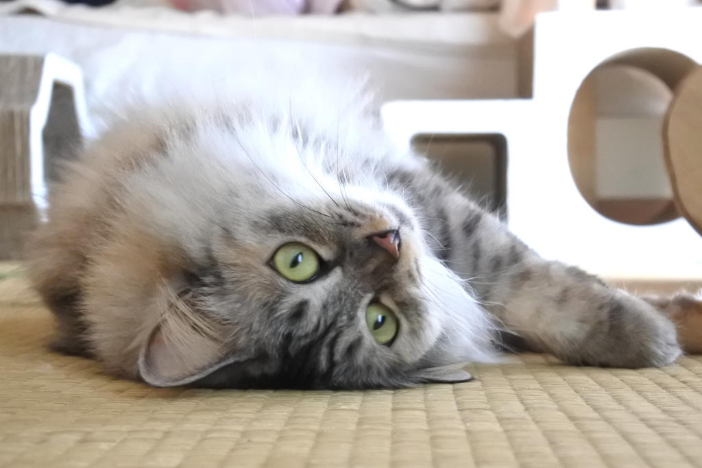 f:id:vegan24:20200507225612j:plain