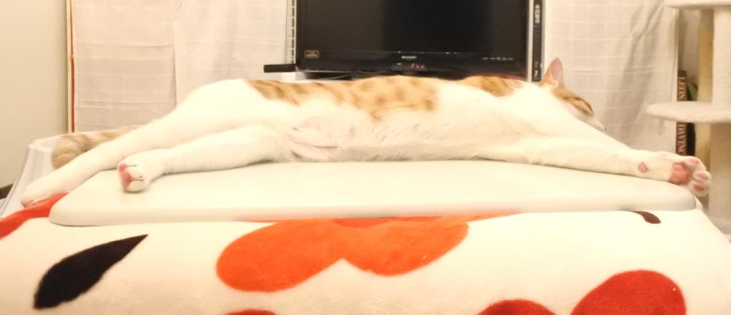 f:id:vegan24:20200507225617j:plain