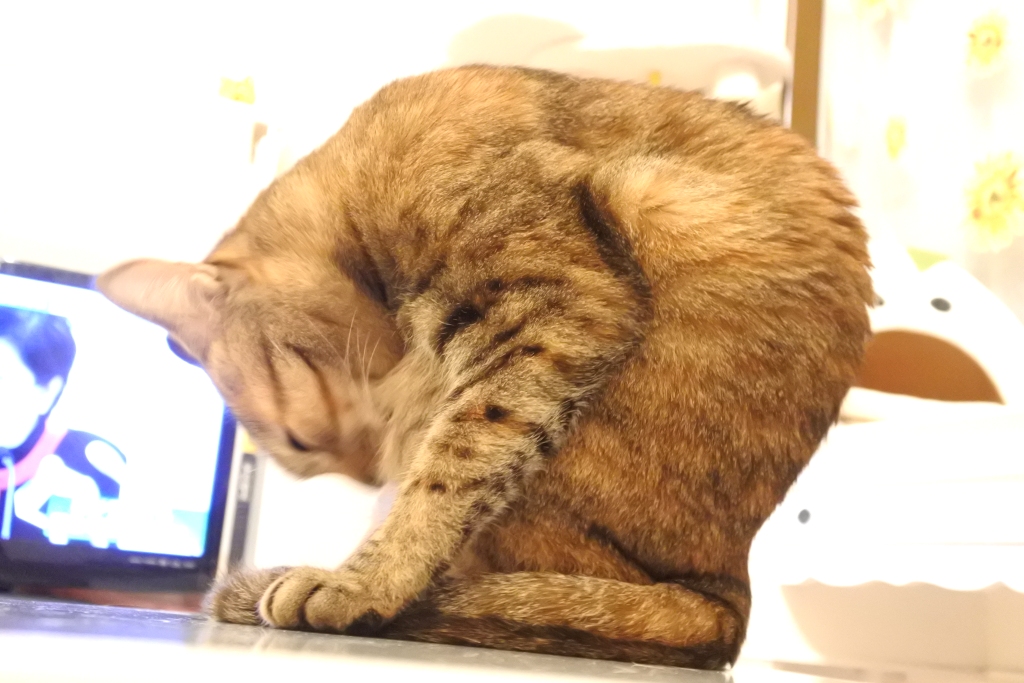 f:id:vegan24:20200507225639j:plain