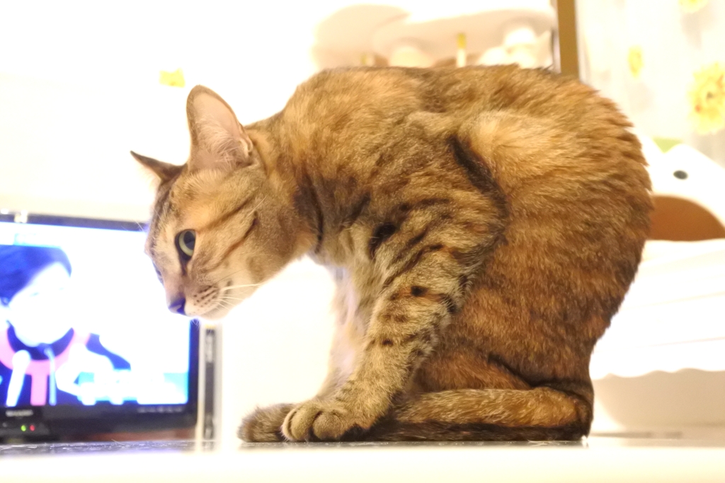 f:id:vegan24:20200507225643j:plain