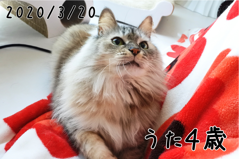 f:id:vegan24:20200516212520j:plain