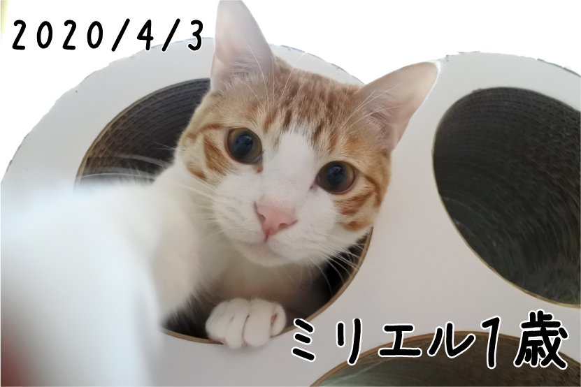 f:id:vegan24:20200516212524j:plain