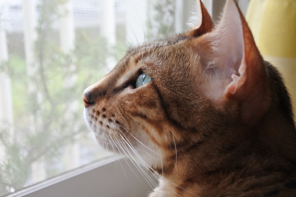 f:id:vegan24:20200516212550j:plain