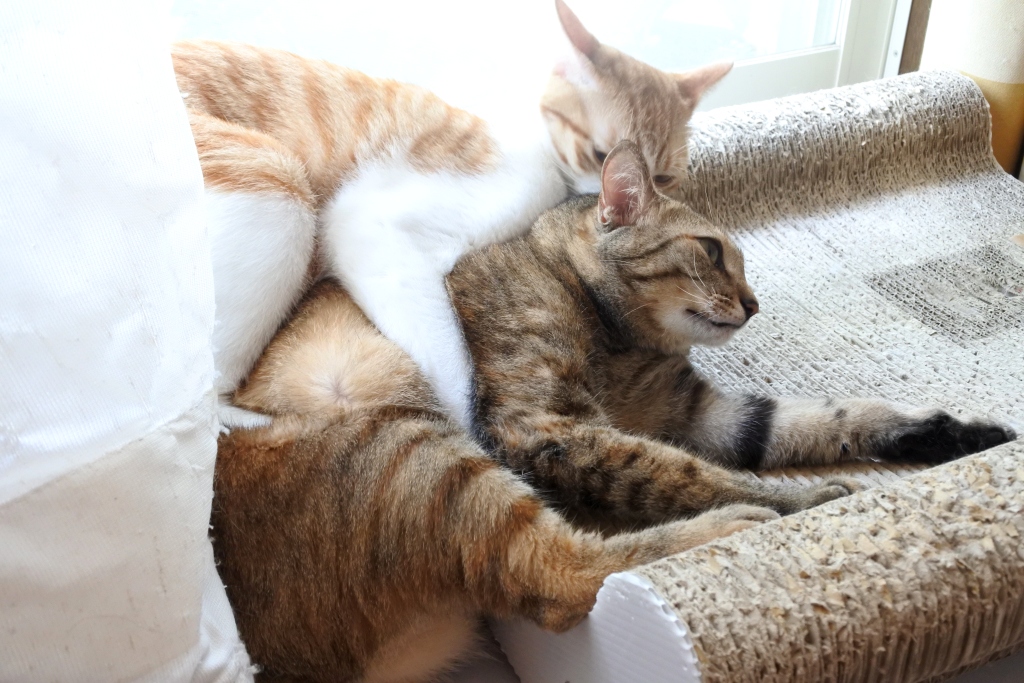 むぎわら猫とベンガル猫と アニマルライツ