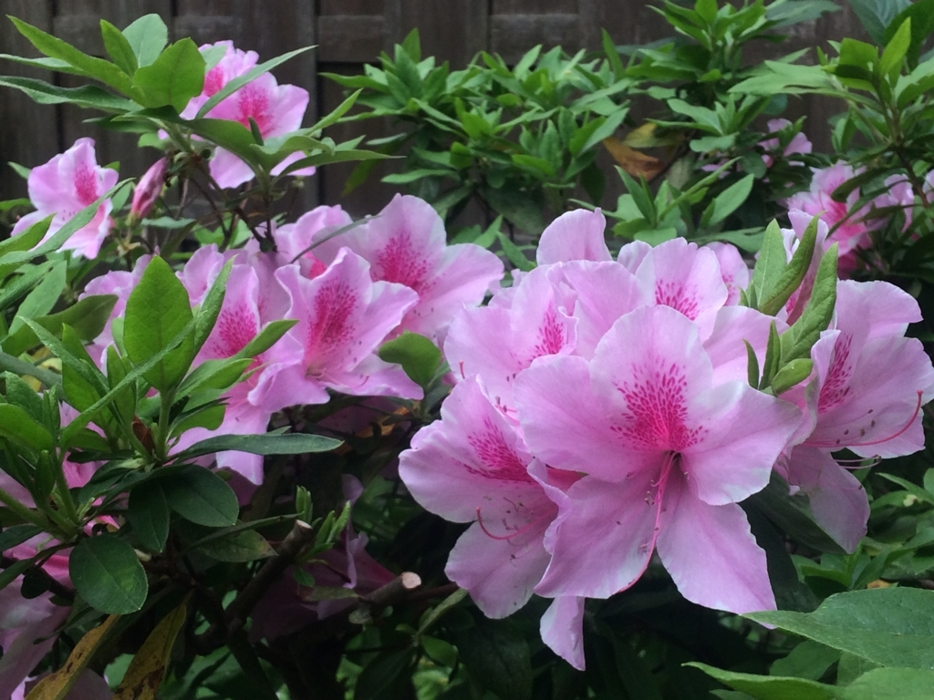 f:id:vegana:20180501064657j:plain f:id:vegana:20180501064657j:plain