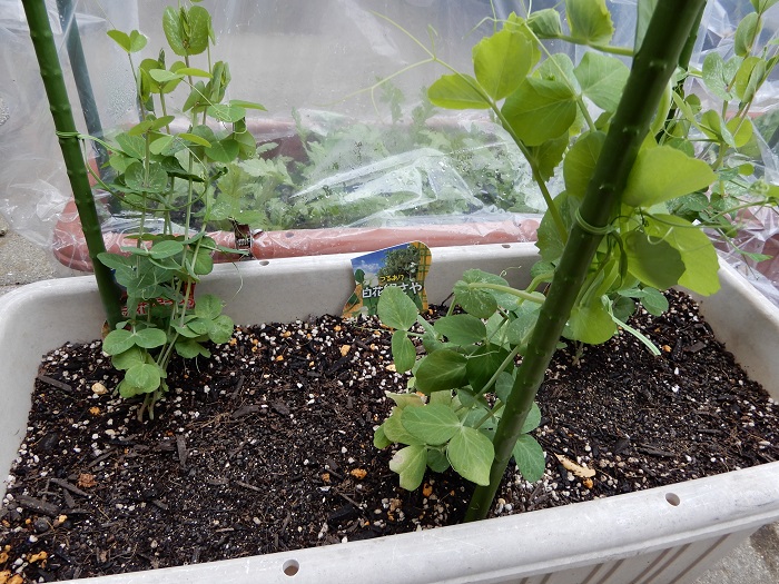 いつ片づけようか 悩みの絹さやプランター つくって楽しく 食べておいしい家庭菜園