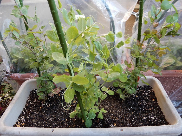 いつ片づけようか 悩みの絹さやプランター つくって楽しく 食べておいしい家庭菜園