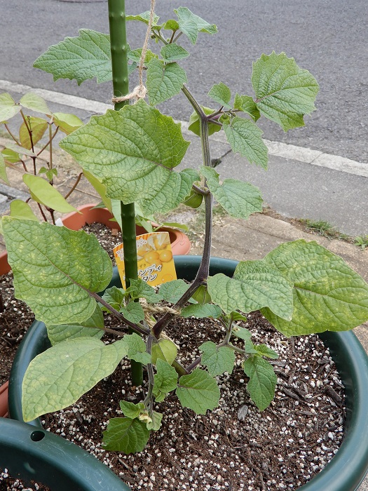 美味しい 食用ほおずきをプランターで つくって楽しく 食べておいしい家庭菜園