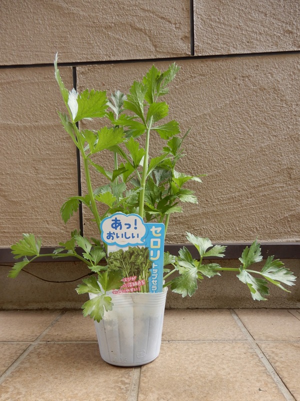 セロリ トップセラー 鉢植え栽培始めました つくって楽しく 食べておいしい家庭菜園