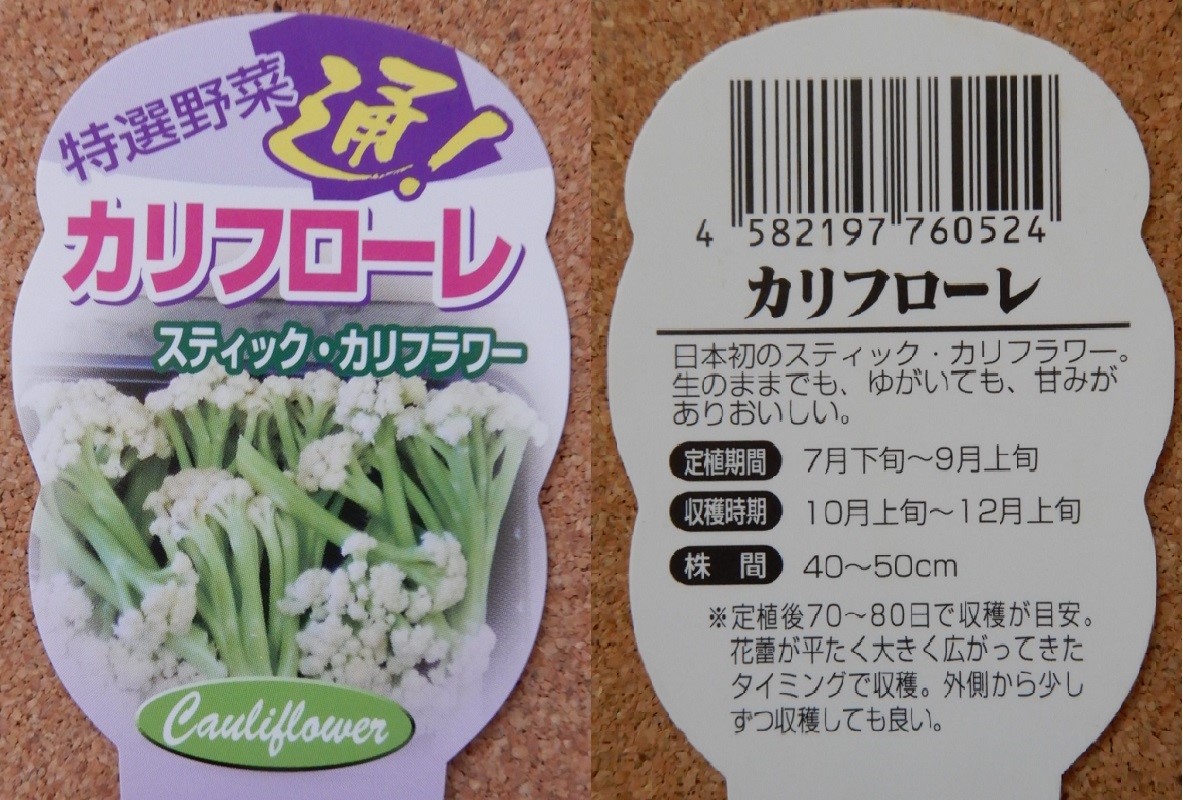 秋冬野菜の定植 ブロッコリーやカリフラワー他 つくって楽しく 食べておいしい家庭菜園