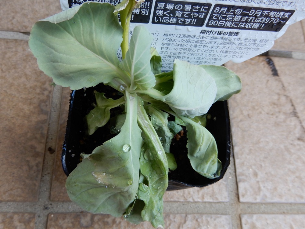 f:id:vegeta-garden:20200922003348j:plain f:id:vegeta-garden:20200922003348j:plain