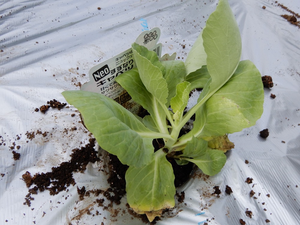 f:id:vegeta-garden:20200922003407j:plain f:id:vegeta-garden:20200922003407j:plain