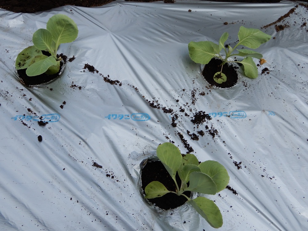 f:id:vegeta-garden:20200922003419j:plain f:id:vegeta-garden:20200922003419j:plain