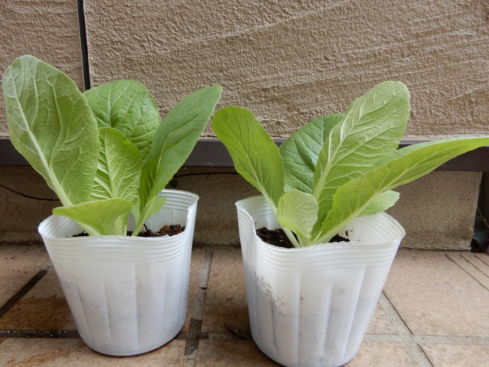f:id:vegeta-garden:20200922003428j:plain f:id:vegeta-garden:20200922003428j:plain