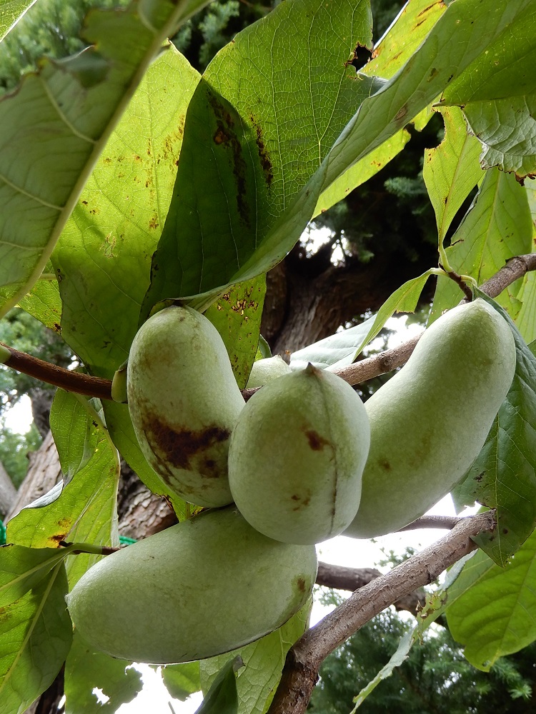 庭植えの果樹 ポポー の収穫 つくって楽しく 食べておいしい家庭菜園