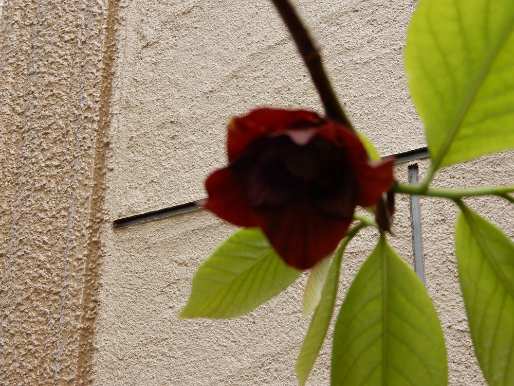 庭植えの果樹 ポポー の収穫 つくって楽しく 食べておいしい家庭菜園