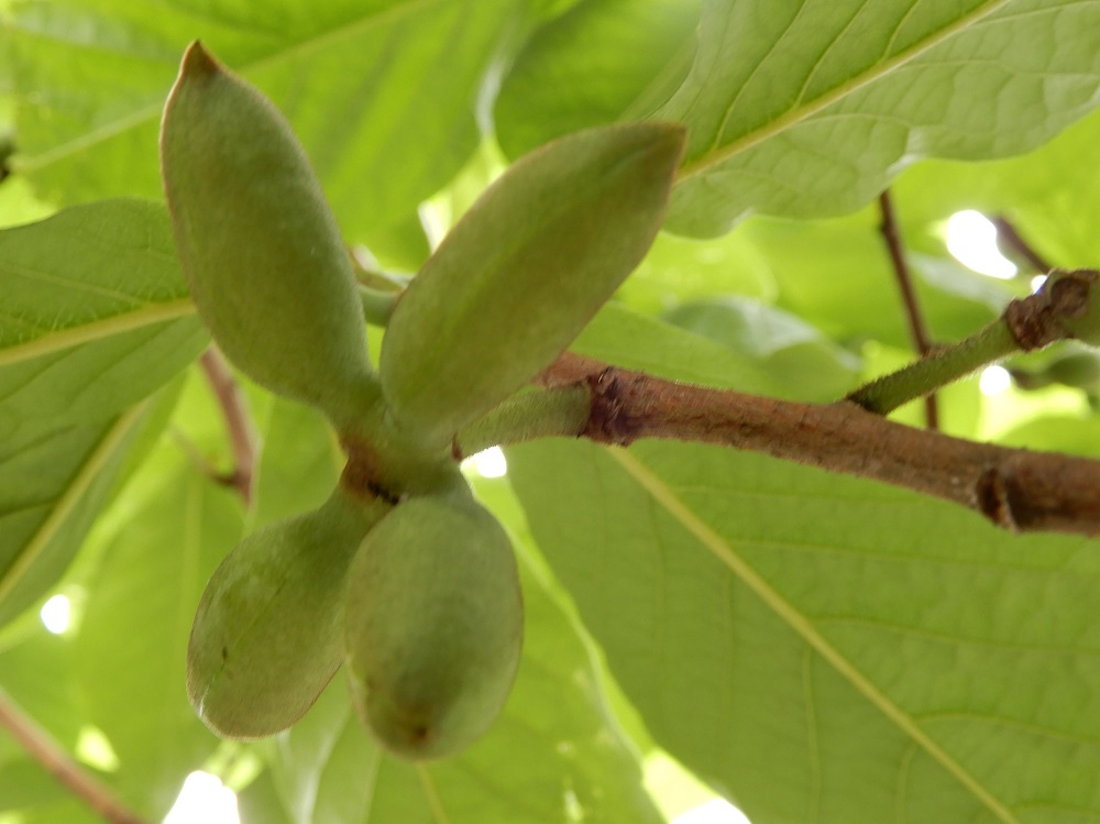 ポポ実ページ 庭植えの果樹「ポポー」の収穫 - つくって楽しく♡食べて