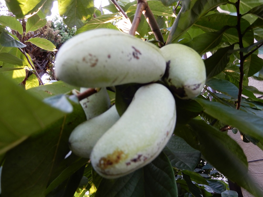 庭植えの果樹 ポポー の収穫 つくって楽しく 食べておいしい家庭菜園