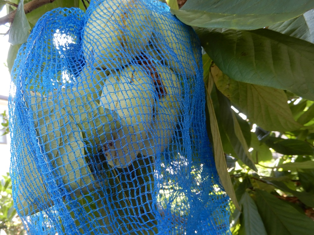 庭植えの果樹「ポポー」の収穫 - つくって楽しく♡食べて