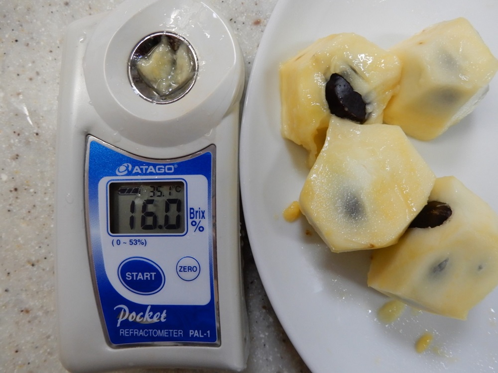 庭植えの果樹「ポポー」の収穫 - つくって楽しく♡食べて