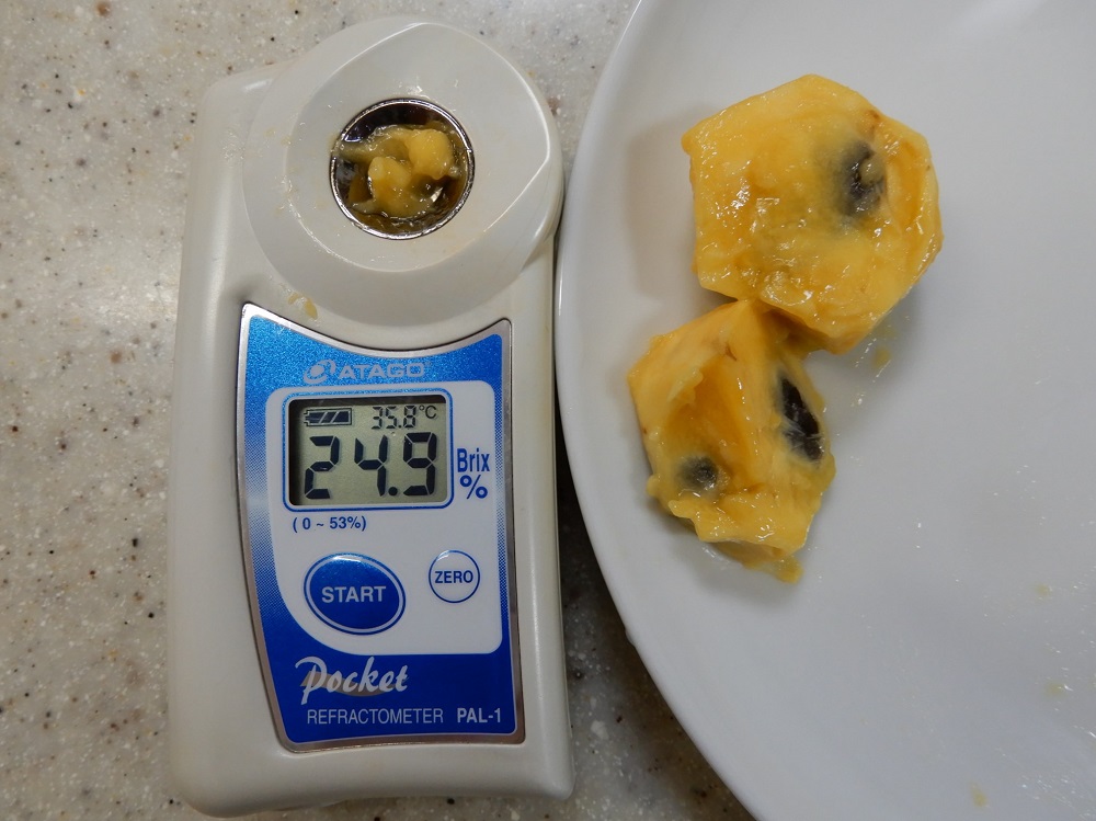 ポポ実ページ 庭植えの果樹「ポポー」の収穫 - つくって楽しく♡食べて