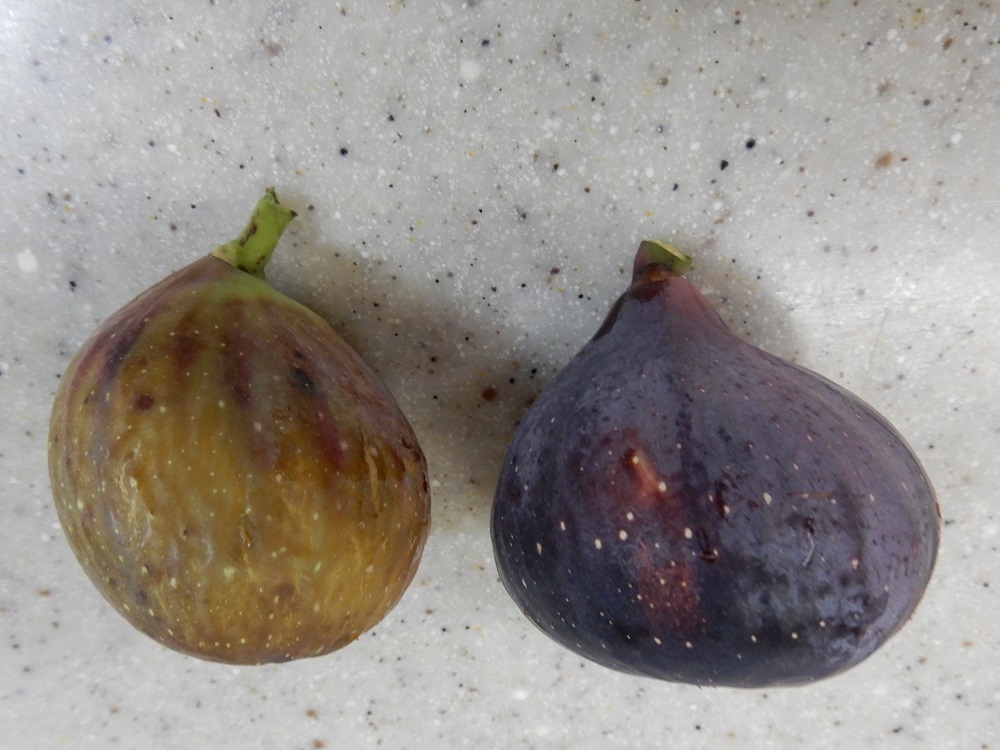 鉢植えの果樹 イチジク ビオレソリエス が甘 い つくって楽しく 食べておいしい家庭菜園 鉢植えの果樹 イチジク ビオレソリエス が甘 い つくって楽しく 食べておいしい家庭菜園