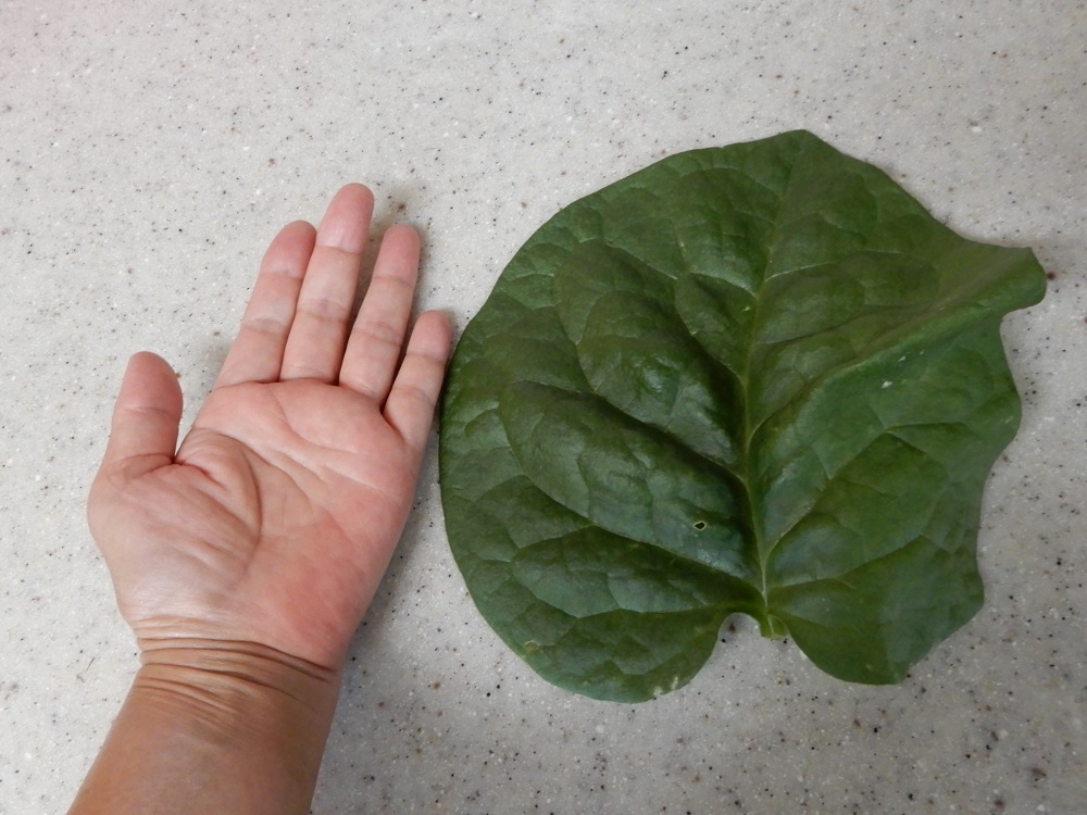 f:id:vegeta-garden:20201002214656j:plain
