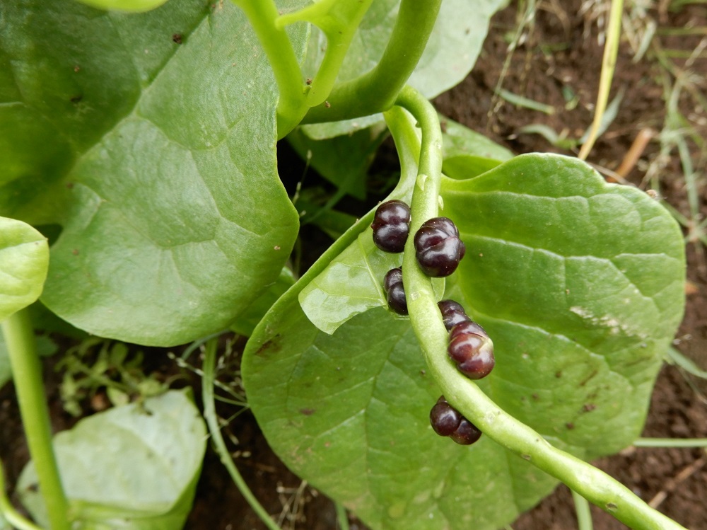 f:id:vegeta-garden:20201002214811j:plain