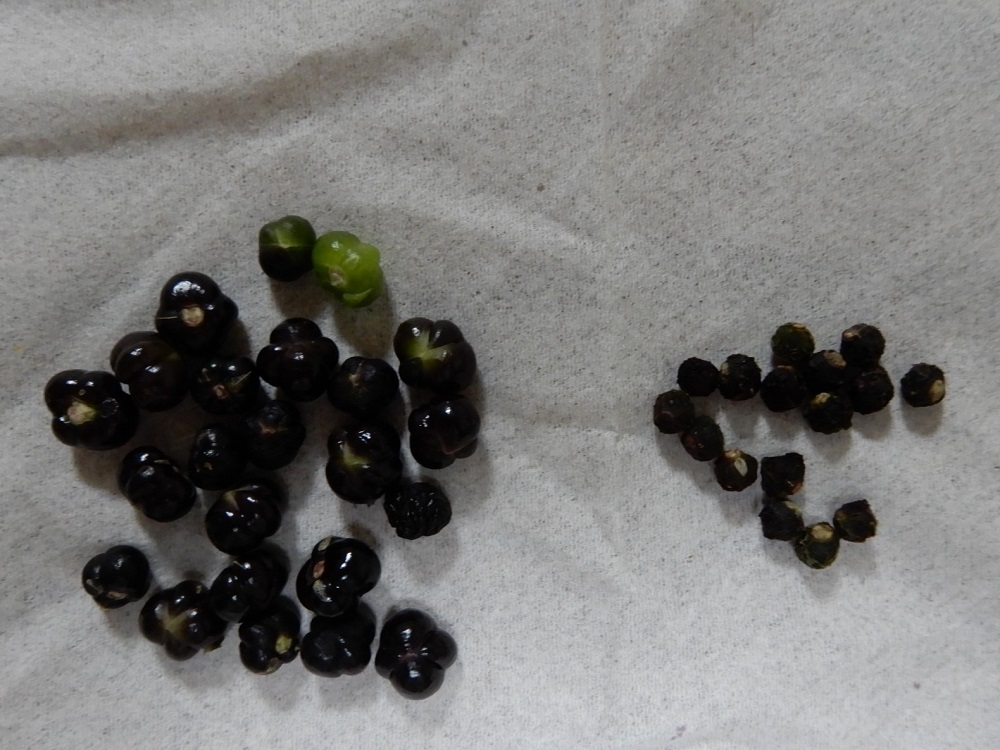 f:id:vegeta-garden:20201002214823j:plain