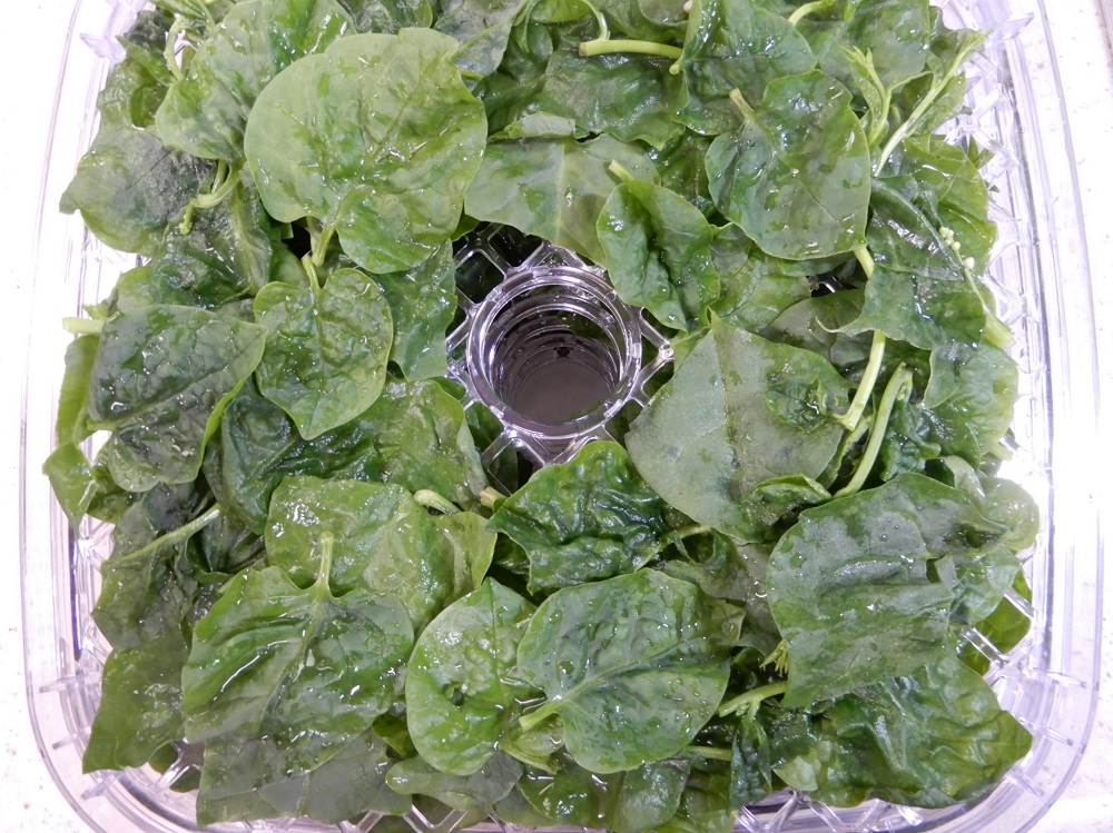 f:id:vegeta-garden:20201002214841j:plain