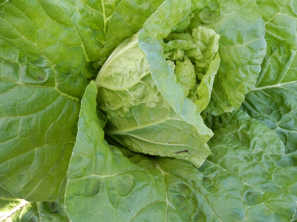 f:id:vegeta-garden:20201207214602j:plain