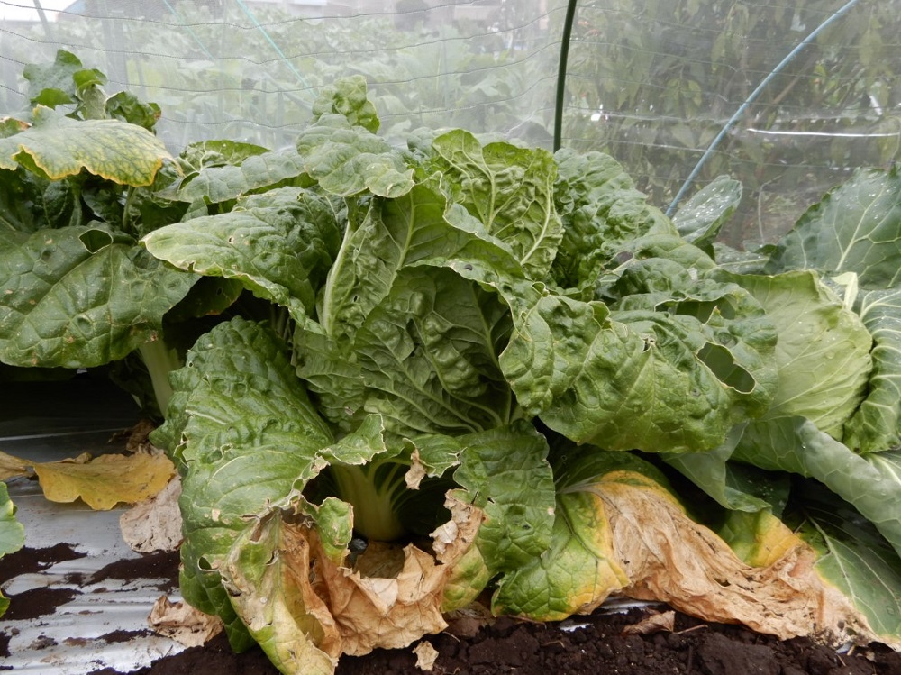 f:id:vegeta-garden:20201207214616j:plain
