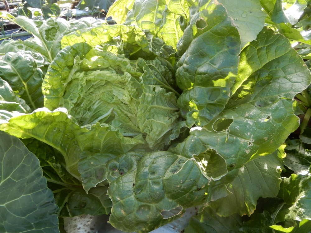 f:id:vegeta-garden:20201207214736j:plain