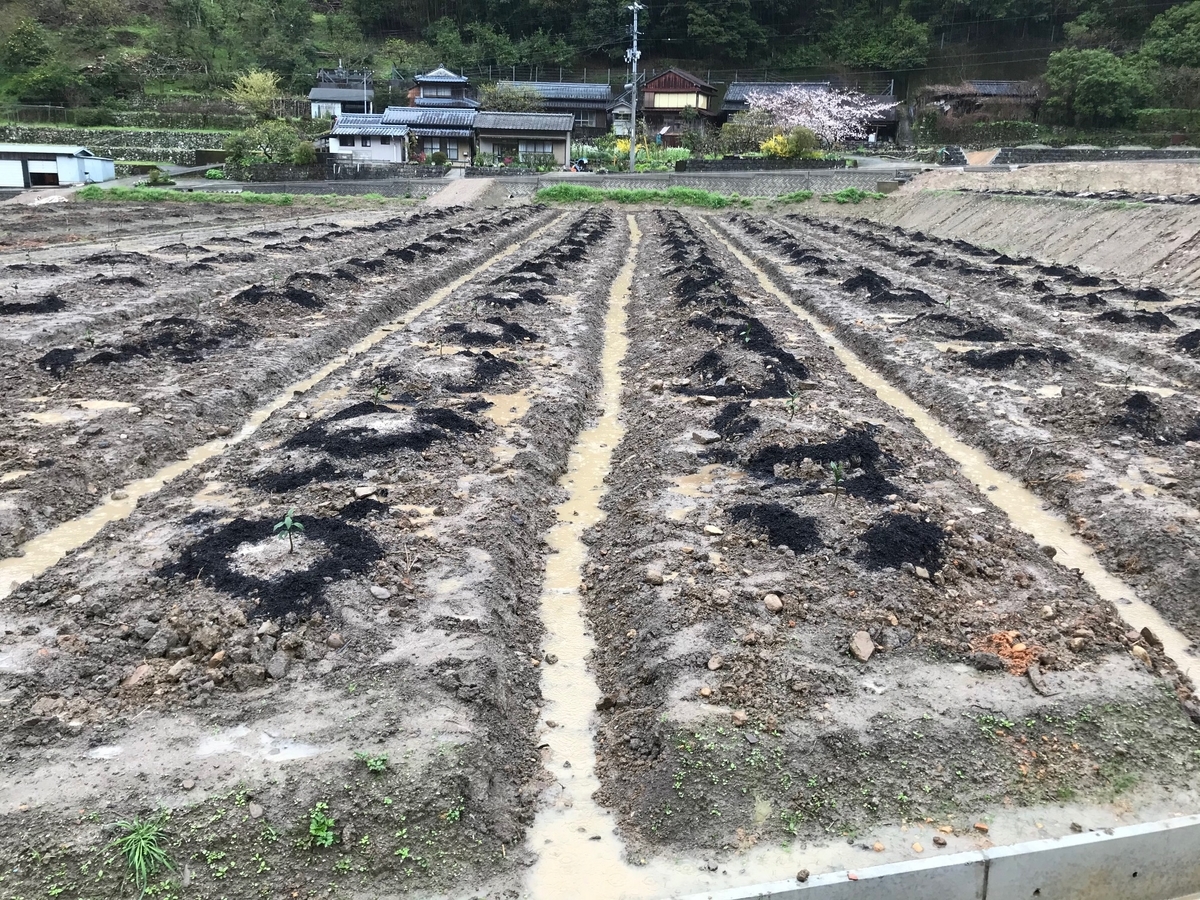 f:id:vegetable-garden:20200406235529j:plain f:id:vegetable-garden:20200406235529j:plain