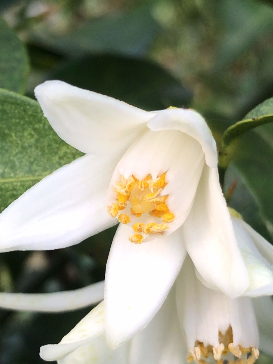 f:id:vegetable-garden:20200512221946j:plain f:id:vegetable-garden:20200512221946j:plain