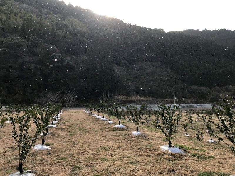 f:id:vegetable-garden:20220208213317j:plain