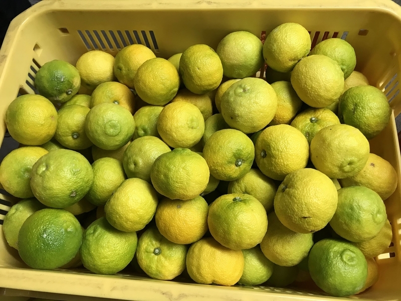 f:id:vegetable-garden:20220208215251j:plain