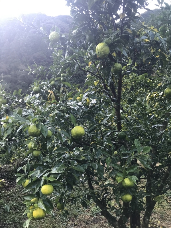 f:id:vegetable-garden:20220208220344j:plain