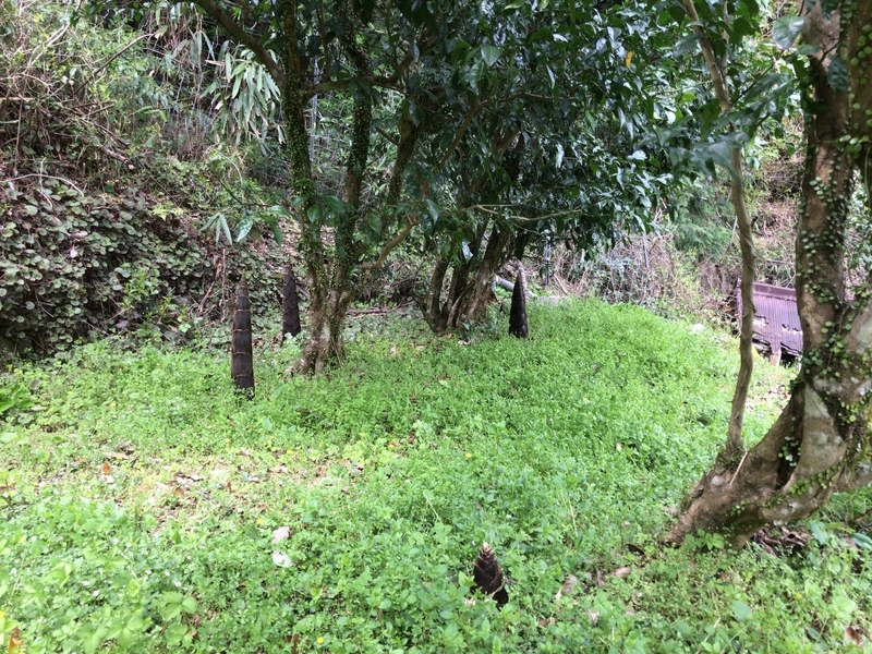 f:id:vegetable-garden:20220210072813j:plain