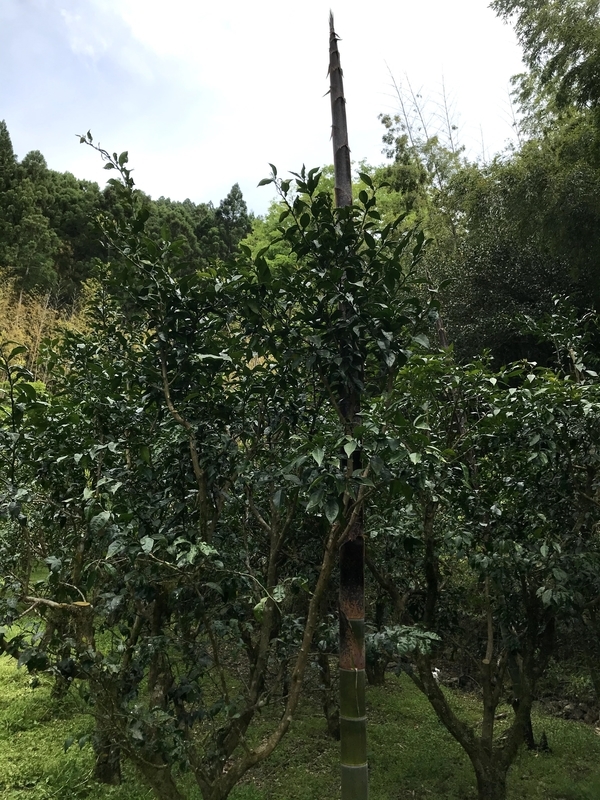 f:id:vegetable-garden:20220210073328j:plain