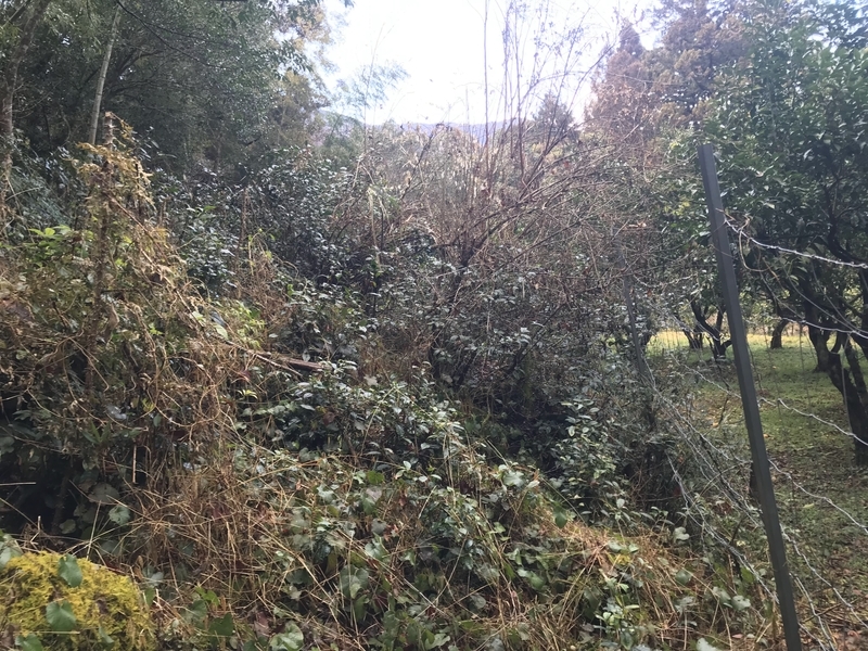 f:id:vegetable-garden:20220210073754j:plain