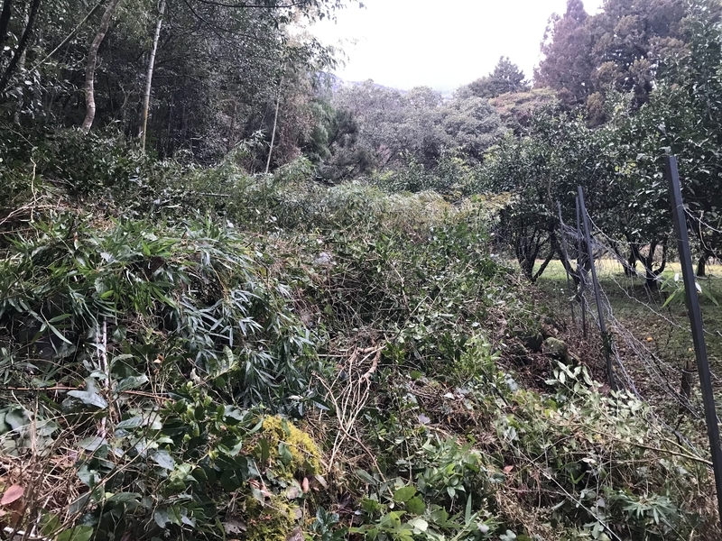 f:id:vegetable-garden:20220210073857j:plain