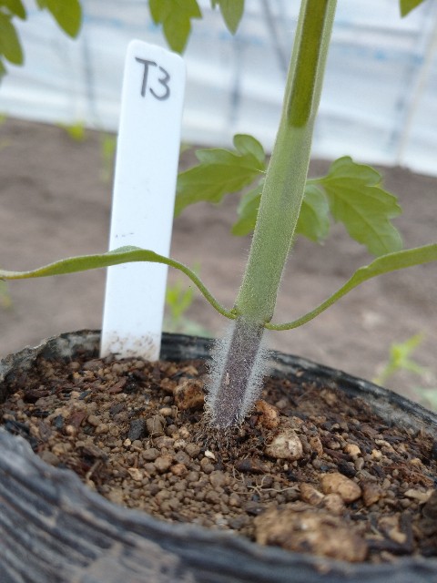 f:id:vegetablist:20200512050811j:image f:id:vegetablist:20200512050811j:image