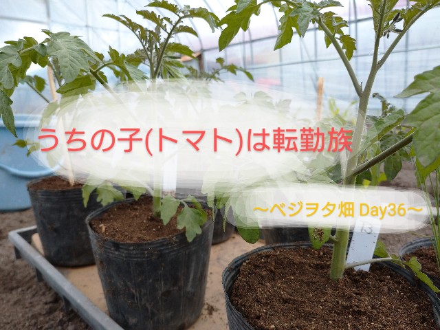 f:id:vegetablist:20200516154641j:image f:id:vegetablist:20200516154641j:image