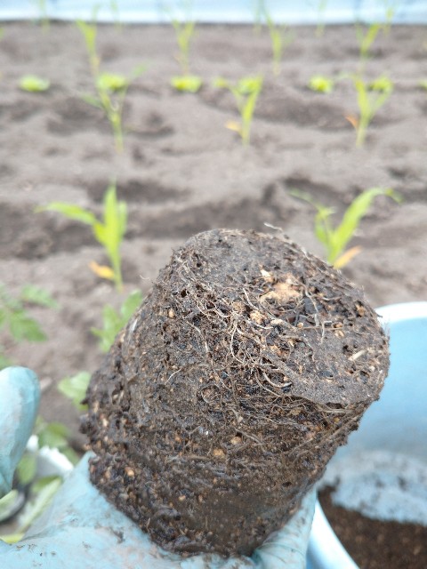 f:id:vegetablist:20200517110837j:image f:id:vegetablist:20200517110837j:image